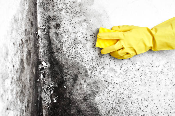 Reliable Pottstown, PA Mold Inspection, Removal & Remediation Solutions